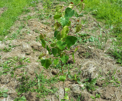 Bouleau (0 à 2 ans) - Forêt de Kerautret (56)