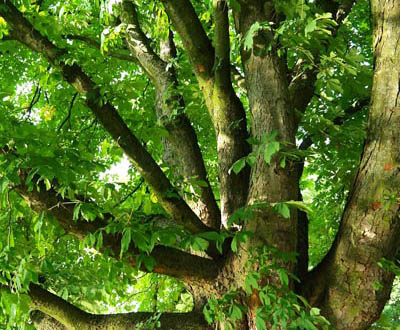 Châtaignier Mature - Forêt du Morvan