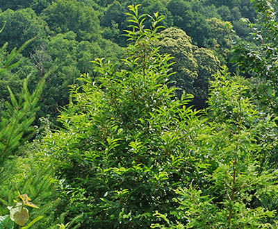 Châtaignier - Forêt de Pleyben (29)