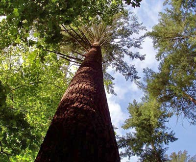 Douglas - Forêt de Pleyben (29)