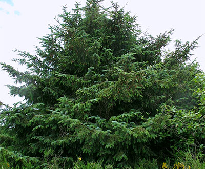 Épicéa de Sitka - Forêt de Pleyben (29)