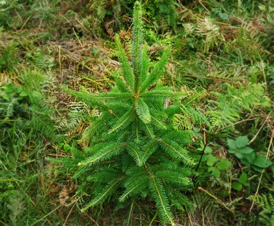 Épicéa de Sitka (0 à 2 ans) - Forêt du Morvan (56)