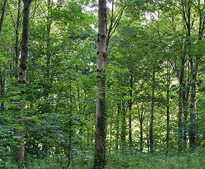 Érable - Forêt de Pleyben (29)