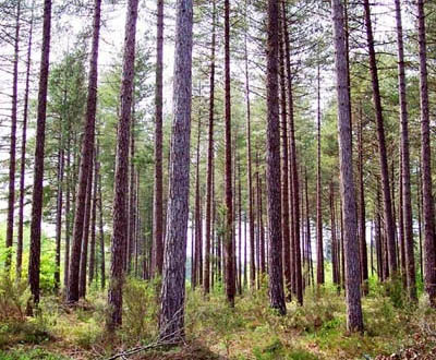Pin laricio (35 à 40 ans) - Forêt de la Faigne (72)