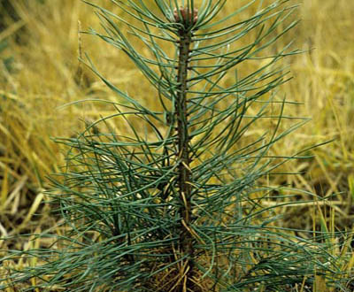 Pin laricio Jeune plant - Forêt de la Faigne