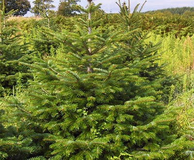 Sapin de Nordmann (0 à 2 ans) - Forêt de Kerautret (56)