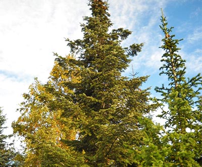 Sapin de Vancouver - Forêt de Pleyben (29)