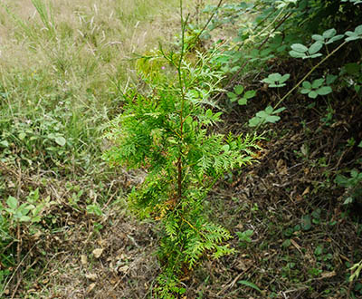 Thuya géant - Forêt de Pleyben (29)