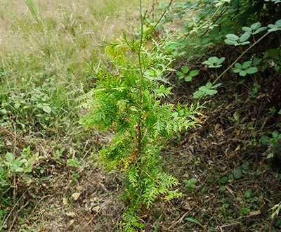 Thuya géant (0 à 2 ans) - Forêt de Kerautret (56)