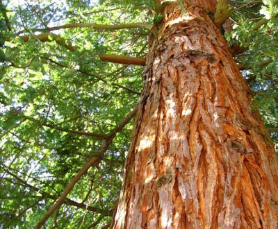 Thuya géant Jeune plant - Forêt de Mariaker