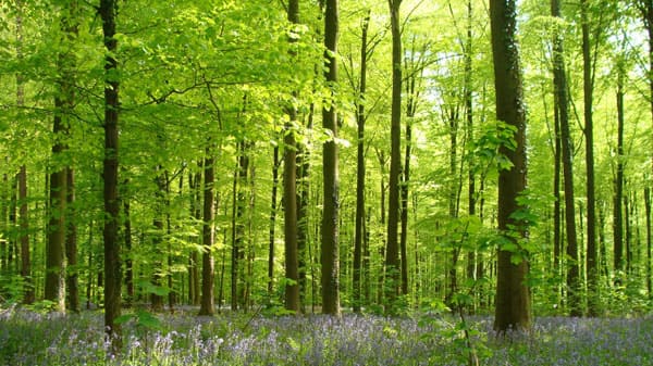 Forêt de Bourrus