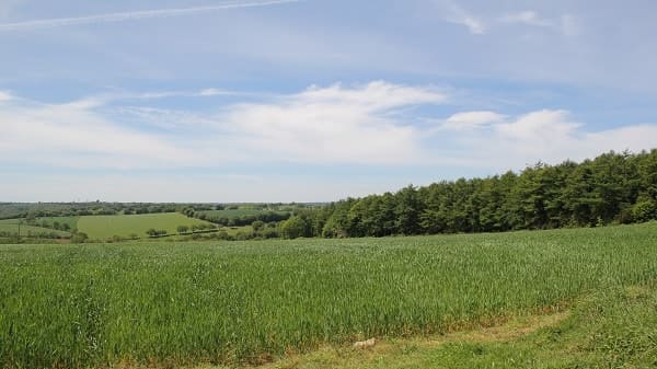 Forêt de Cleden Poher
