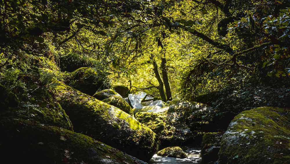 Forêt de Lanrivain et Plougernevel