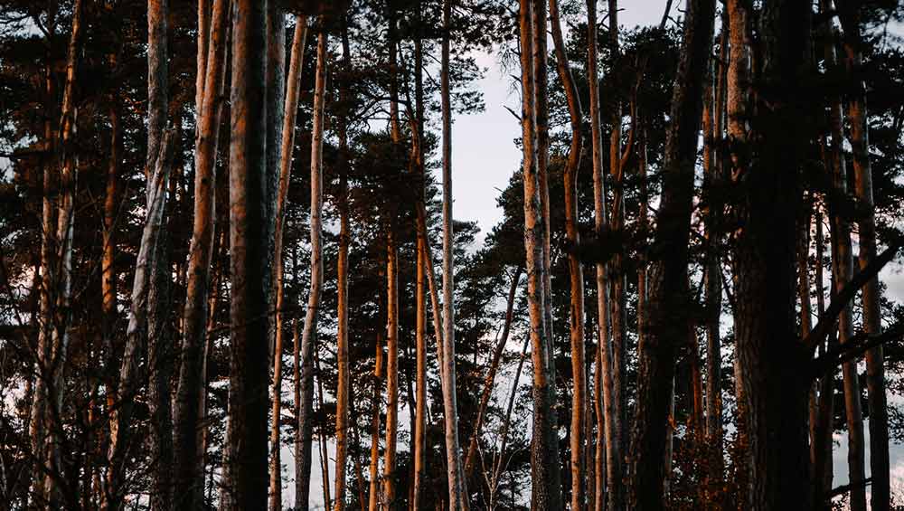 Forêt de Gioux