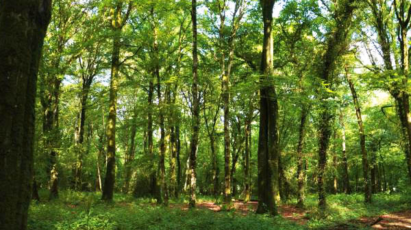 Forêt de Kerautret