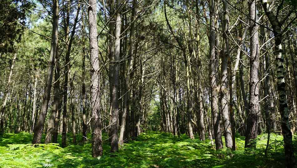 Forêt de la Faigne
