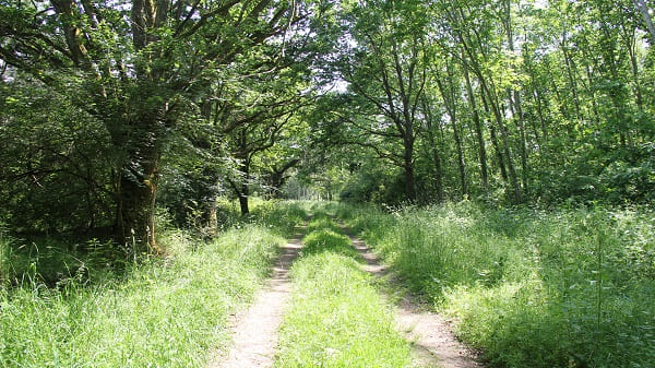 Forêt de Luthenay