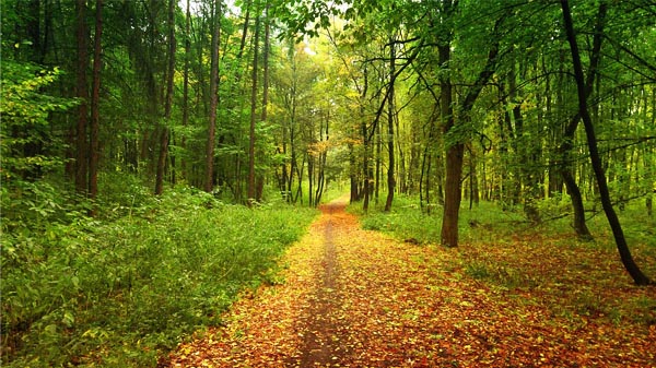 Forêt de Melrand